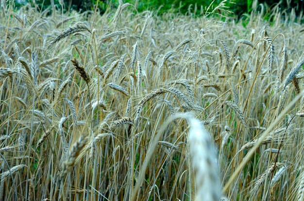 ripe rye ears in the field