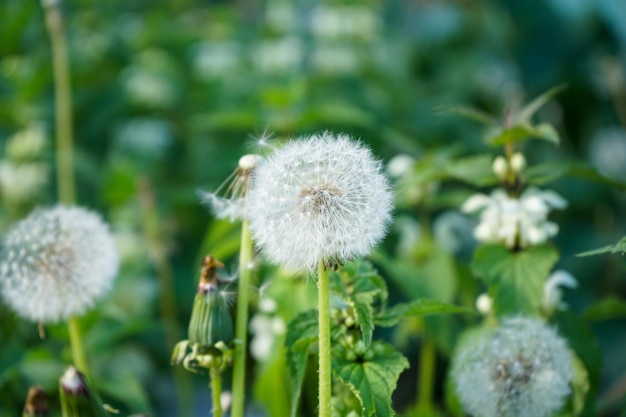 熟した種子とタンポポの花のコア緑の草のクローズアップで熟したタンポポ白いタンポポ