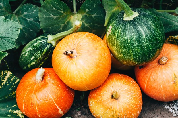 Ripe small farmer ecologically clean pumpkins of different varieties