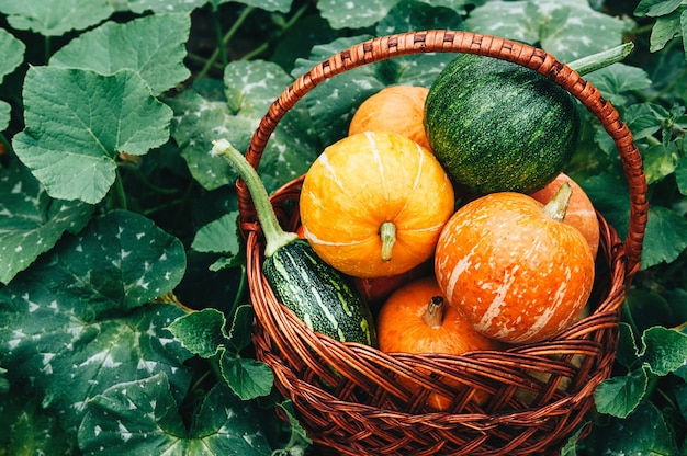 Zucche mature ecologicamente pulite del piccolo agricoltore di diverse varietà