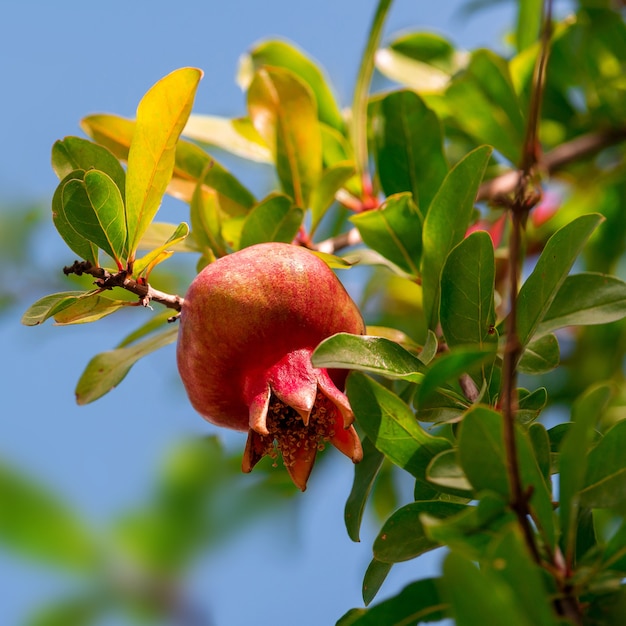 Ripe and small pomegranate fruit on tree branch