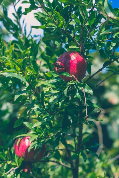 Foto frutto maturo e piccolo del melograno sul ramo di un albero