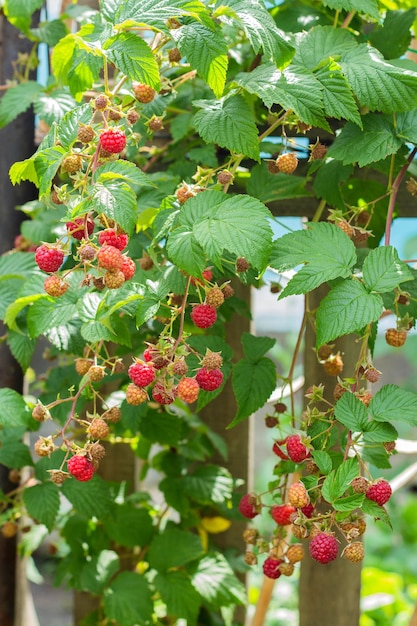 Ripe and soon ripe raspberries on a branch of a raspberry