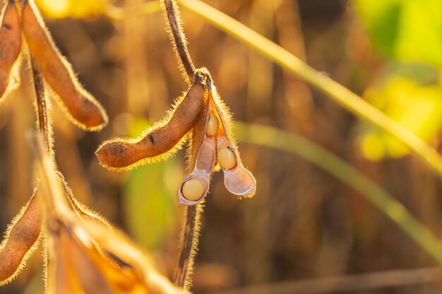 Ripe soybean pods Soybean plantation at sunset