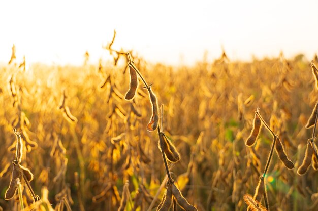 Ripe soybeans in the field Growing soybeans Bright colours Soft focus