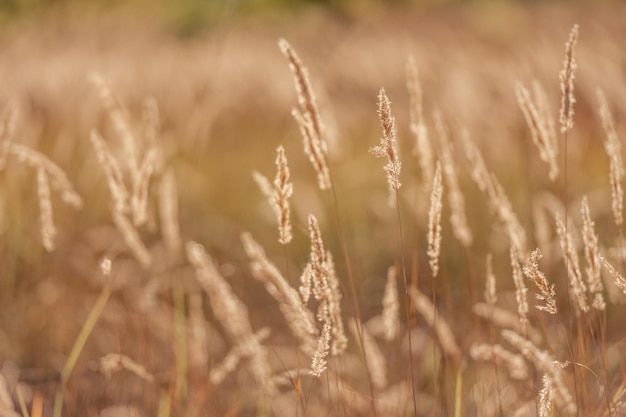 Спелые колоски в пшеничном поле