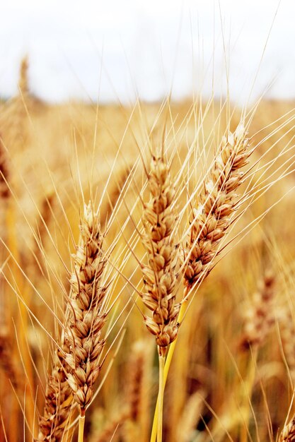 Photo ripe spikelets of the wheat on the field