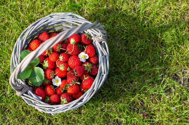 Ripe strawberries in basket