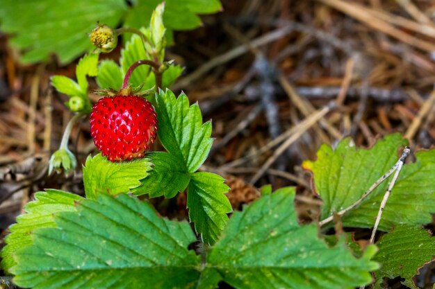 Ripe strawberries on a bush