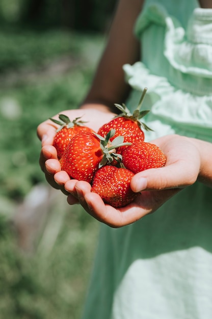 Ripe strawberries in a child's girl hands on organic strawberry farm