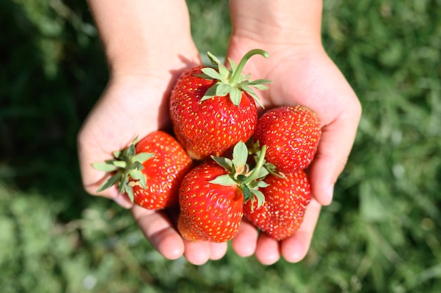 Ripe strawberries in a child's hands on grass