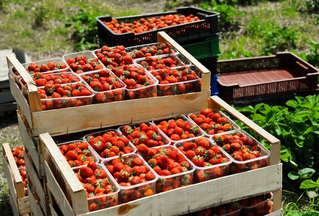 Foto fragole mature in scatole di plastica