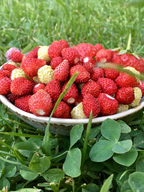 Ripe strawberries on a plate on green grass