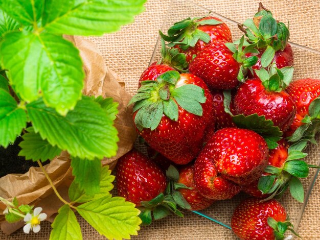 Ripe strawberries on sackcloth closeup