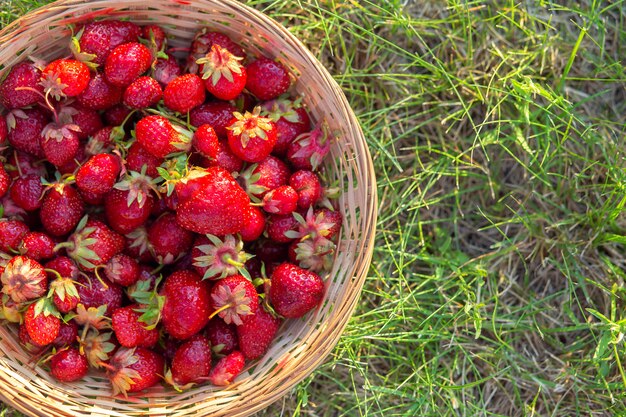 Ripe strawberries in a wicker basket on green grass, top view. 