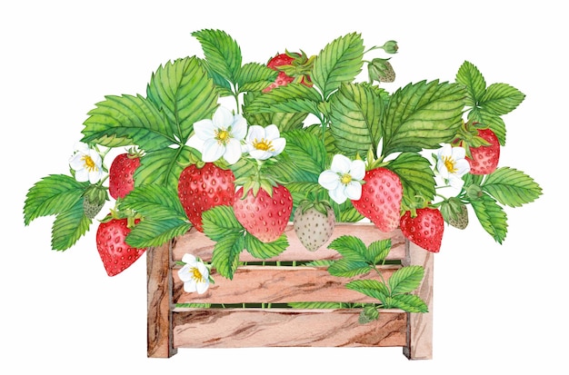 Ripe strawberries in wooden box watercolor