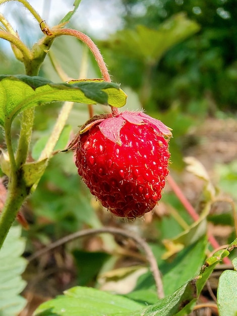 Ripe strawberry grows on a bush closeup The background is blurry