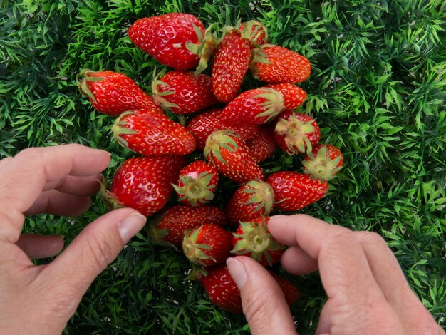 Ripe strawberry and raspberries on a green  with hands