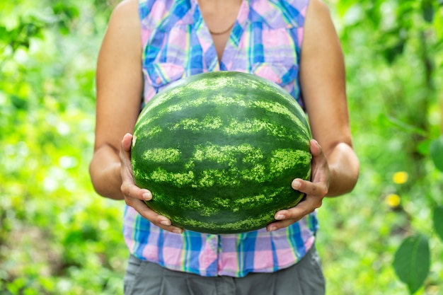 Ripe striped watermelon in hands of woman farmer