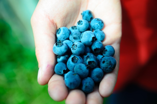 Photo ripe summer berries lie on the palms of your hands