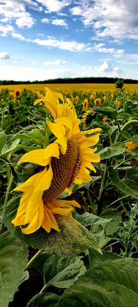 写真 熟した日<unk>の花 野生動物の季節 夏 ウクライナの畑 黄色