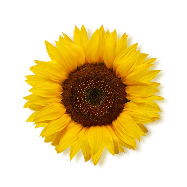 Photo ripe sunflower on a white, top view.