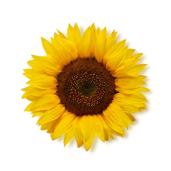 Ripe sunflower on a white, top view.