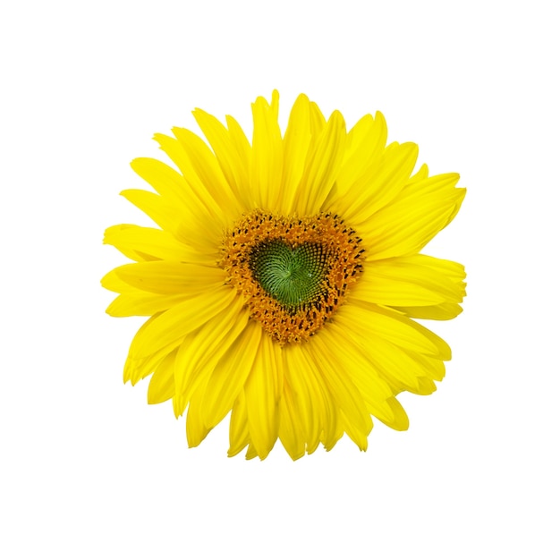 Ripe sunflower with yellow petals and dark middle