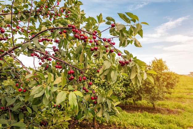 Ripe sweet cherries on the twig in organic garden