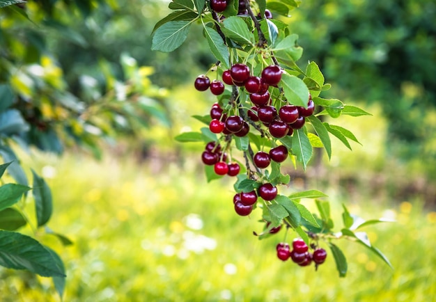 Ripe sweet cherries on the twig