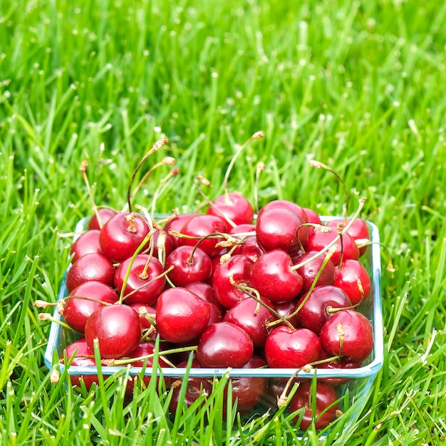Ripe sweet cherry on a glass bowl on a green grass.