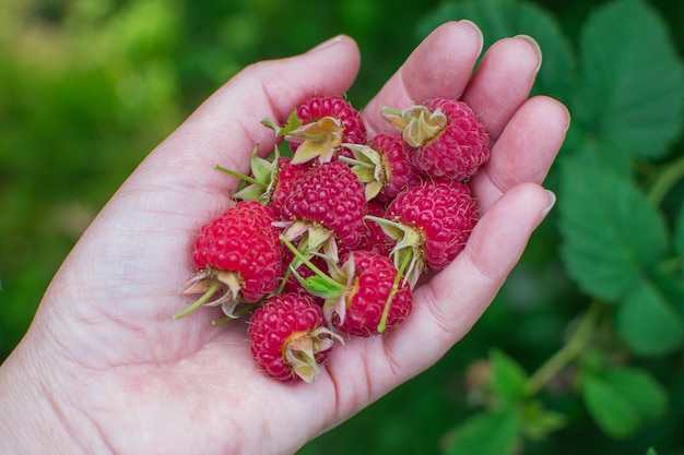 Ripe, sweet raspberries in the hand of a woman.