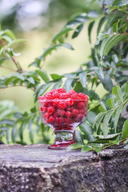 Ripe sweet summer berries Raspberry in transparent vase on old rough wooden fence Fresh raspberries on plant branches