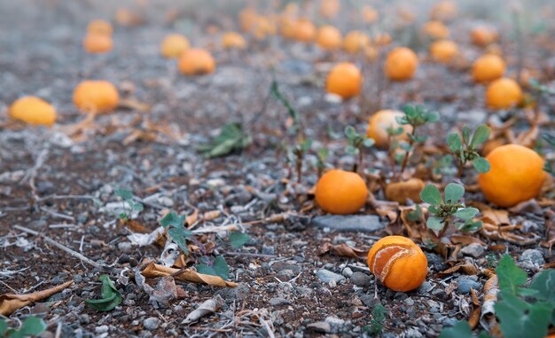 Ripe tangerine fruits on a ground in citrus orchard