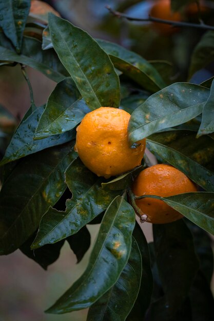 Ripe tangerines on a branch after rain