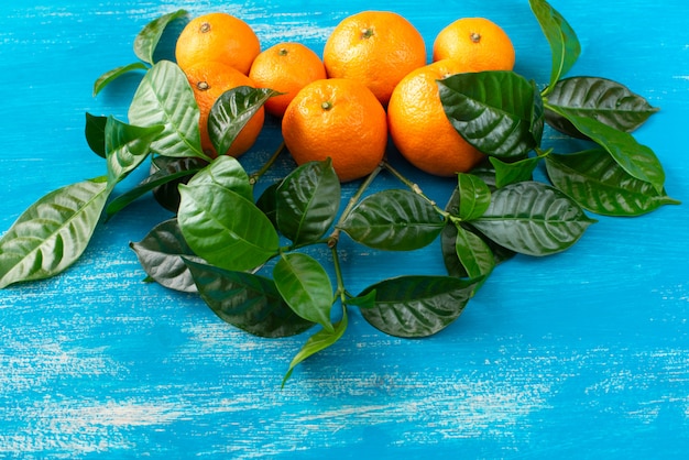 Ripe tangerines with green leaves on a bright blue background 