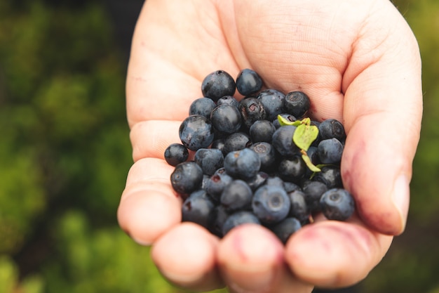 Ripe tasty berry in the palm of a man. Collect wild berries in the mountains