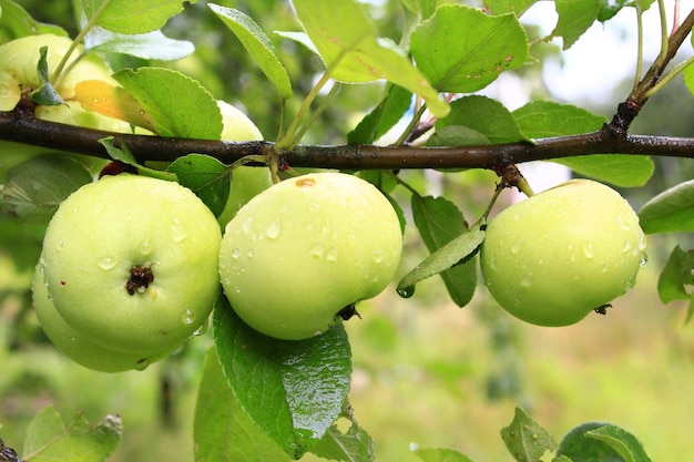 ripe three apples hanging in row on the branch