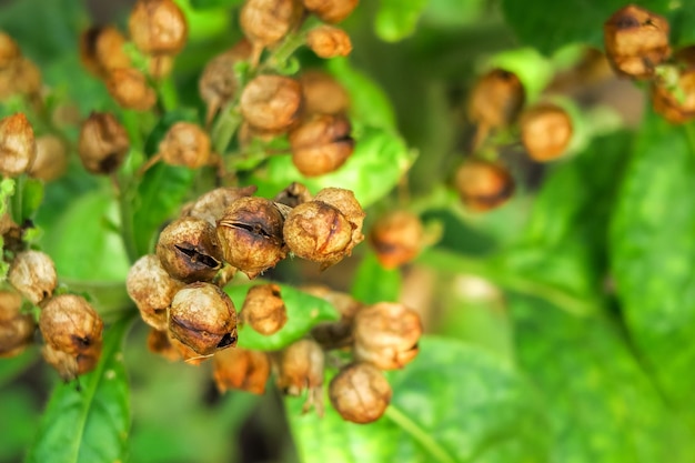 ripe tobacco seeds grow on a tobacco bush in a tobacco farm. tobacco cultivation concept