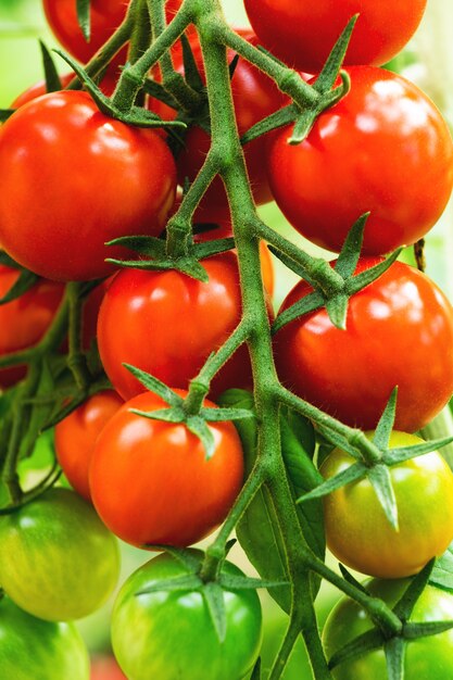 Ripe tomato on branch closeup