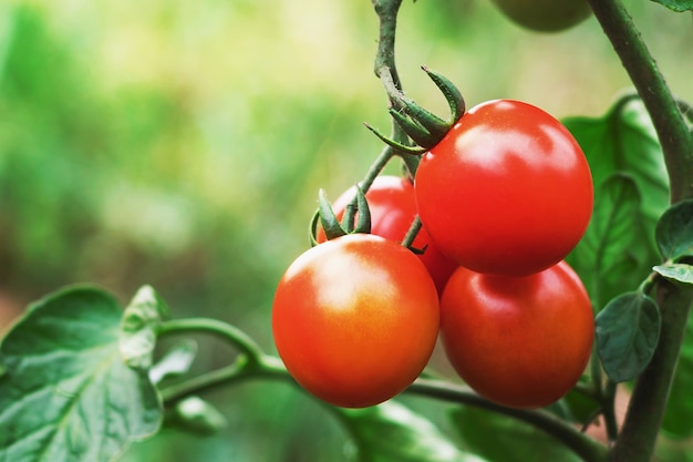 Ripe tomato in garden 