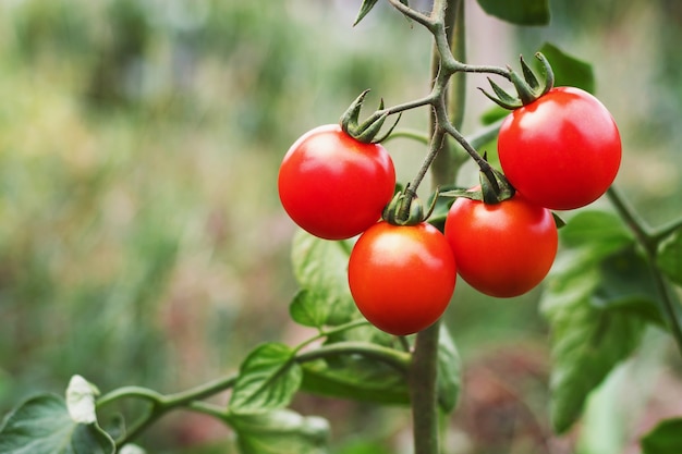 Ripe tomato in garden 