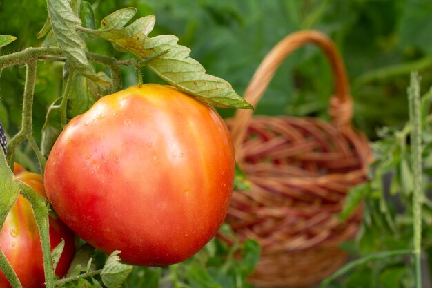 Ripe tomato growing on bush in the garden