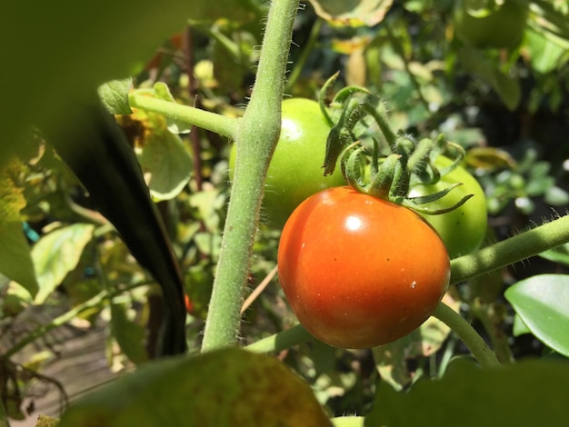 Ripe tomato plant growing in the home garden. Bunch of fresh natural red tomatoes on a branch in org