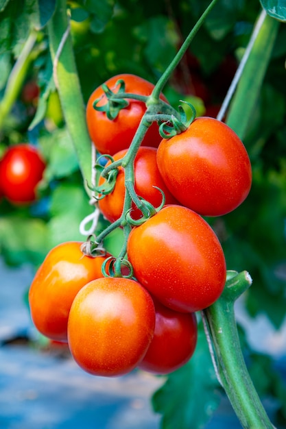 Ripe tomato ready to harvest