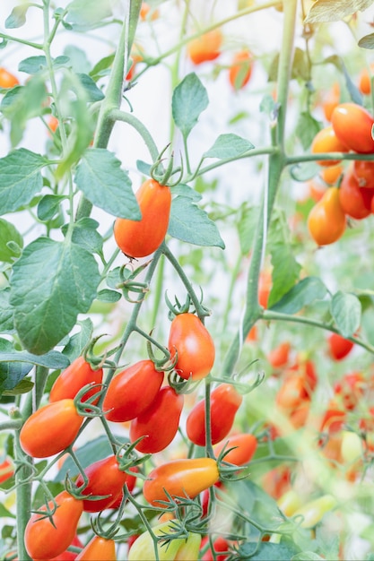 Photo ripe tomatoes in an agricultural farm