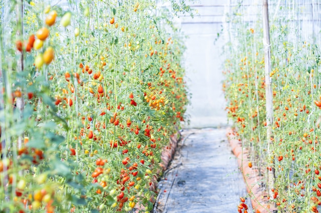 ripe tomatoes in an agricultural farm