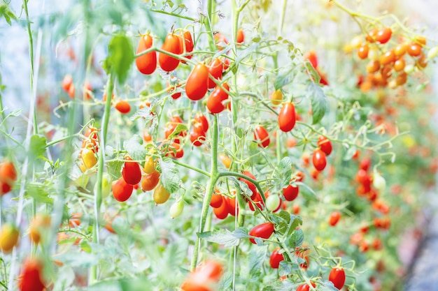 Pomodori maturi in una fattoria agricola