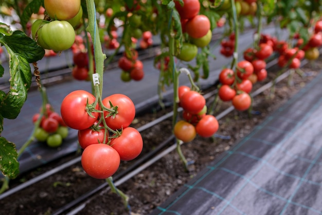 Ripe tomatoes on a branch are grown in greenhouse