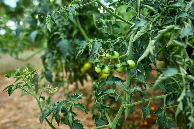 Ripe tomatoes in garden, fresh red vegetable hanging on branch organic vegetable production